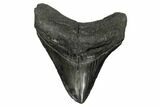 Serrated, Fossil Megalodon Tooth - South Carolina #172227-1